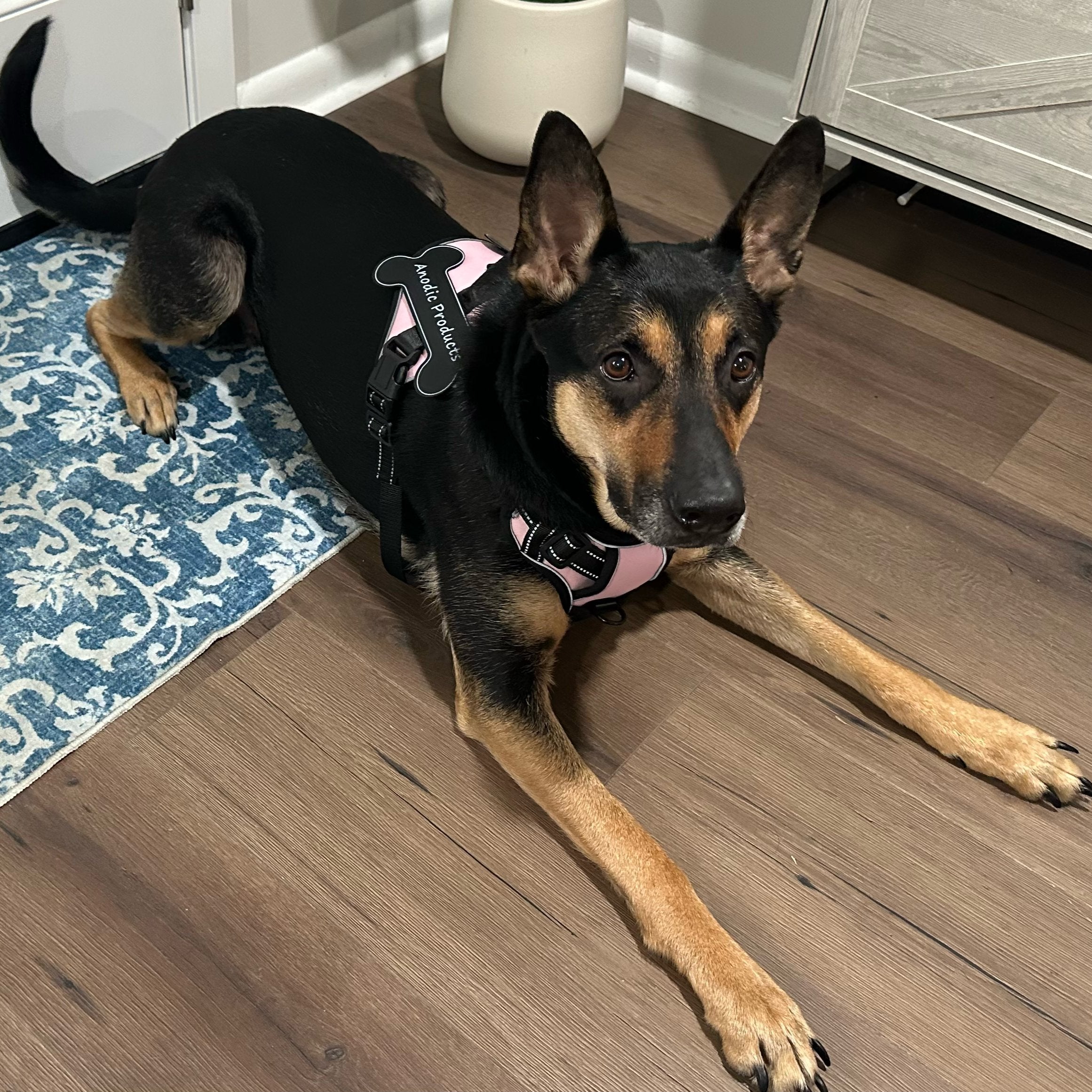 Harnesses & Collars