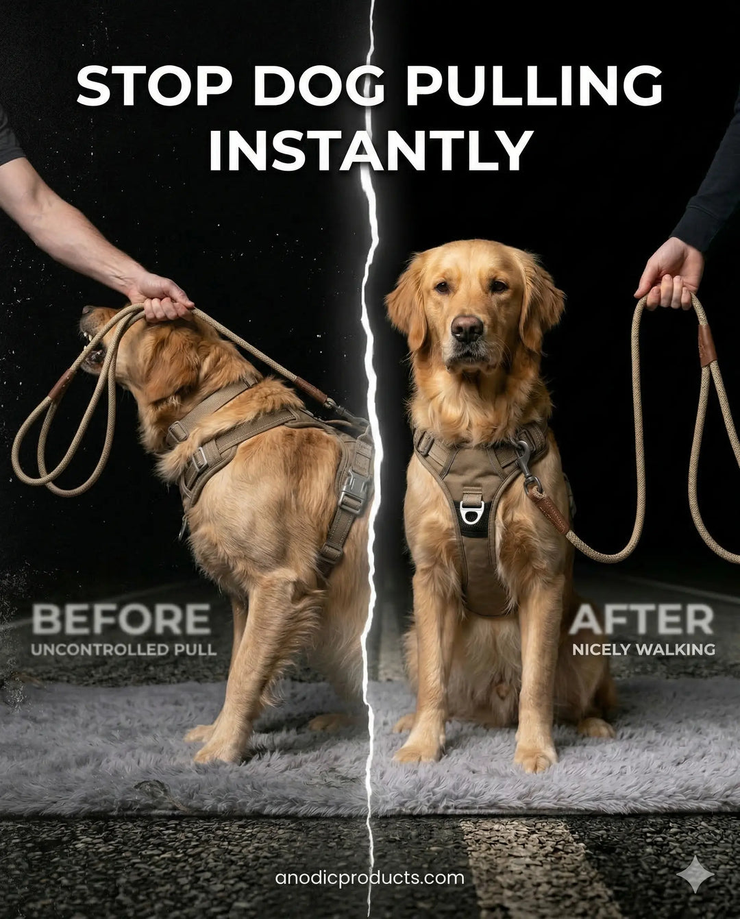 How to Travel Stress-Free With Your Dog ?