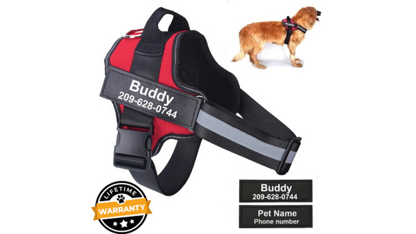 Personalized Pet Gear: Why It’s More Than Just Cute