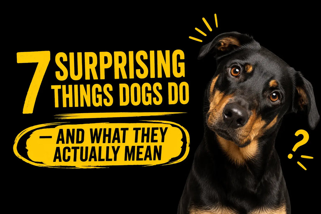 7 Surprising Things Dogs Do — And What They Actually Mean