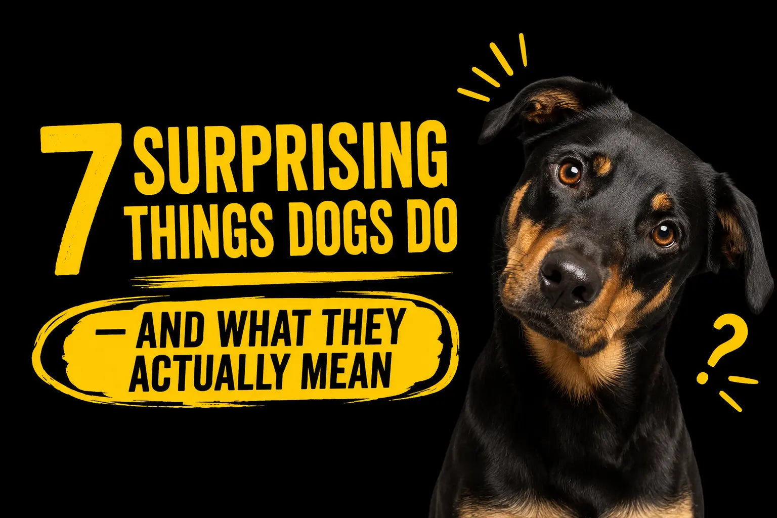 7 Surprising Things Dogs Do — And What They Actually Mean
