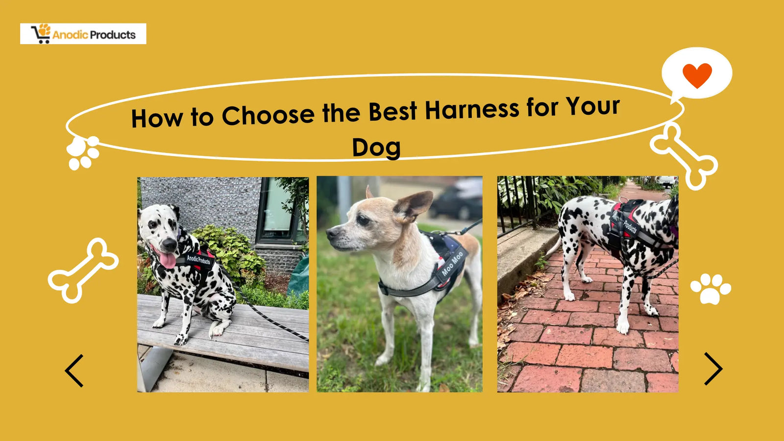 How to Choose the Best Harness for Your Dog Anodic Products