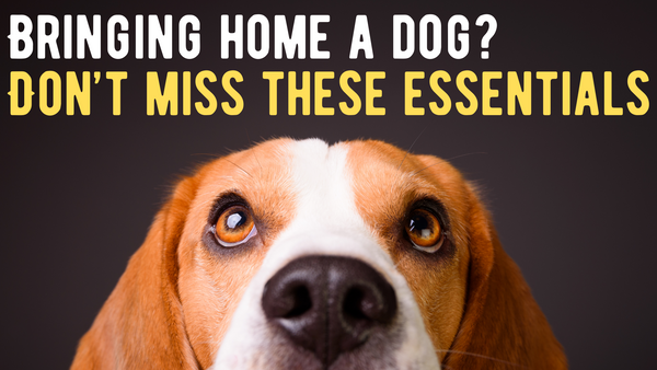 Vet Approved Tips for First Time Dog Parents: Essentials for a Safe and Happy Pup