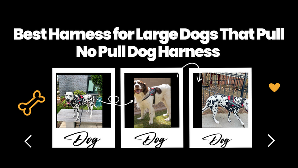 Best Harness for Large Dogs That Pull: Why the Anodic No Pull Dog Harness Is the Top Choice