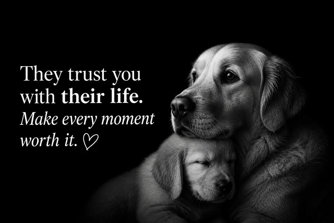 Why a Comfortable Dog Harness Is Better Than a Collar for Your Pet