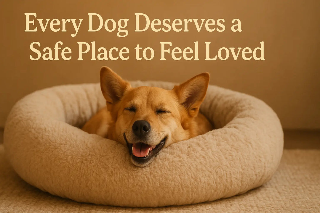 How to Help Your Dog Reduce Anxiety and Sleep Better