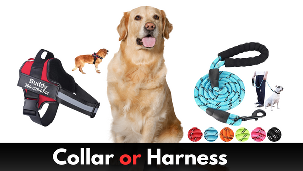 Common Dog Walking Mistakes to avoid, How to Avoid Them