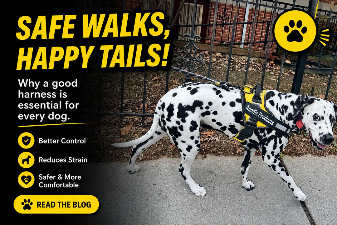 How Our Personalized No Pull Harness Improves Dog Behavior