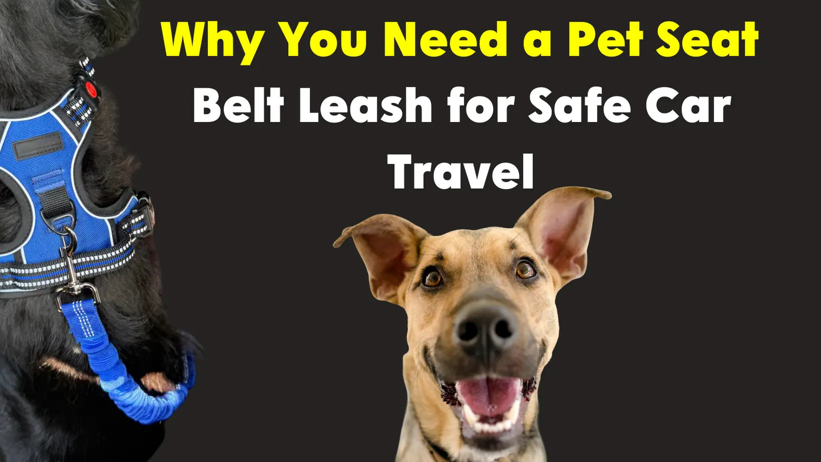 Why You Need a Pet Seat Belt Leash for Safe Car Travel Anodic Products