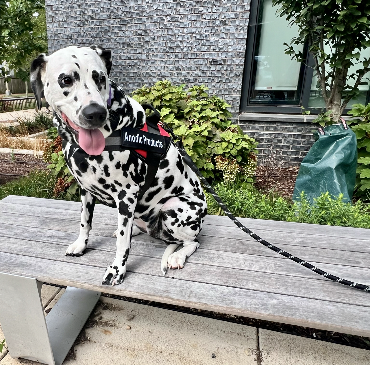 Personalized No Pull Dog Harness