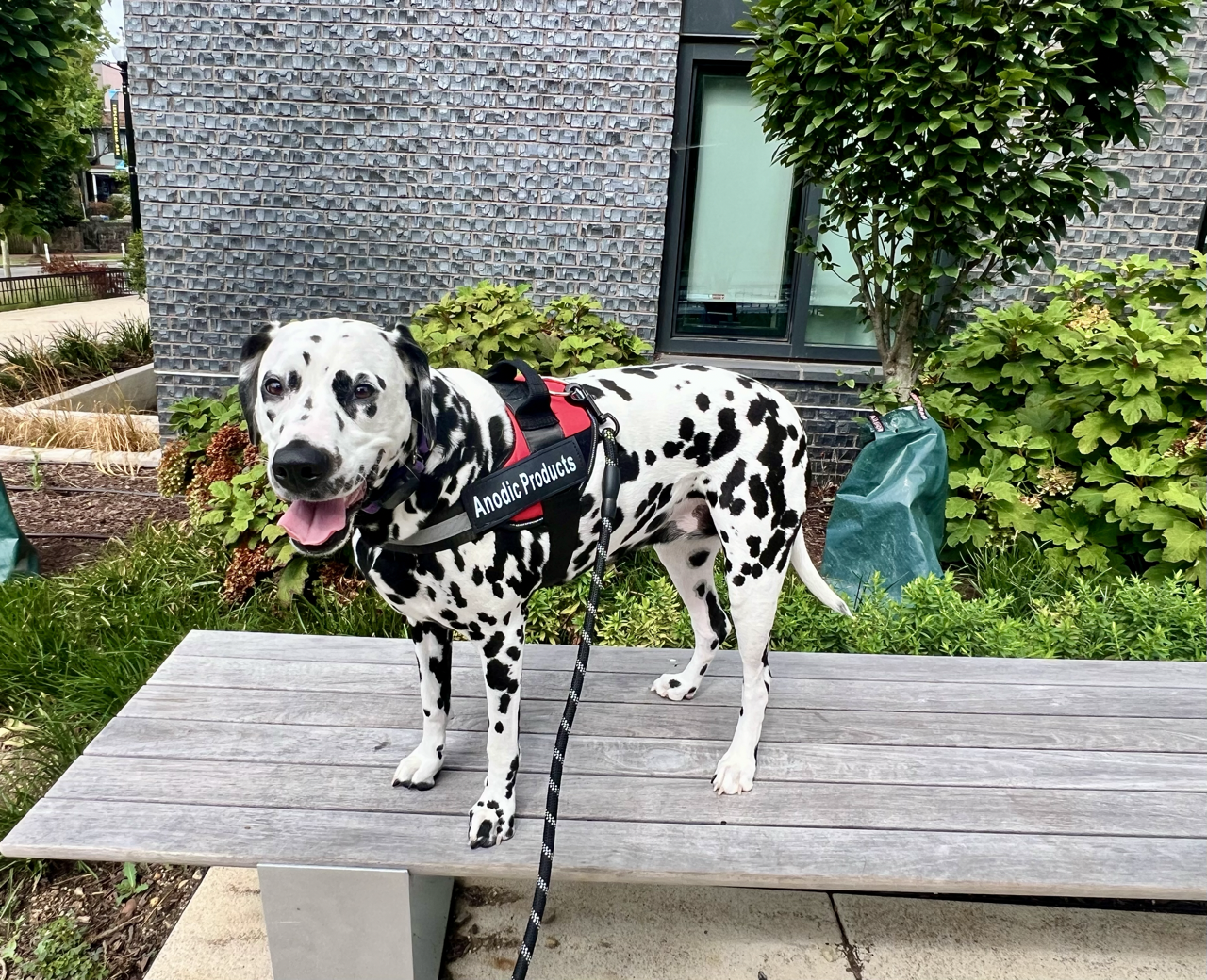 Personalized No Pull Dog Harness