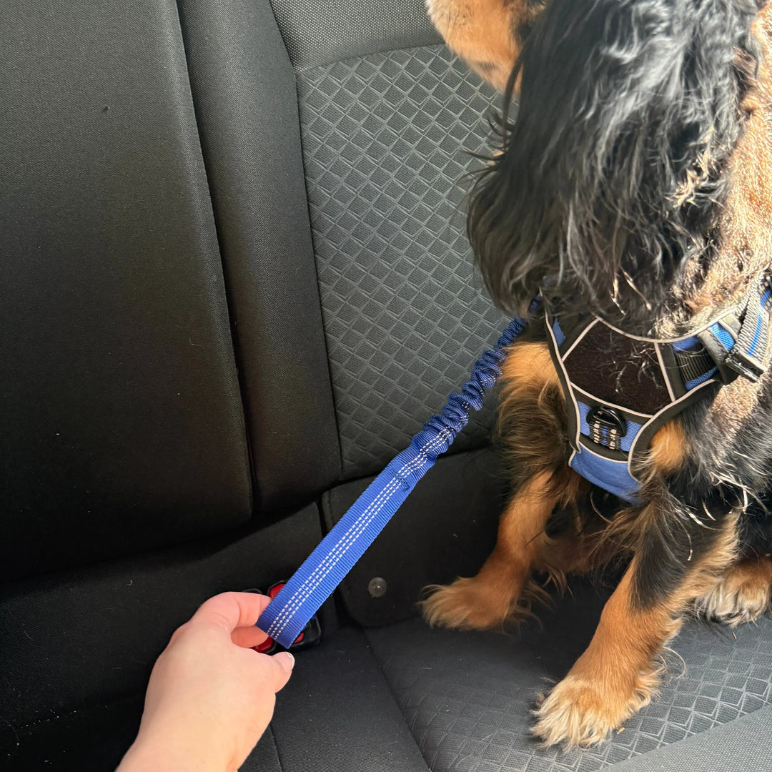 Pet Seat Belt Leash Anodic Products