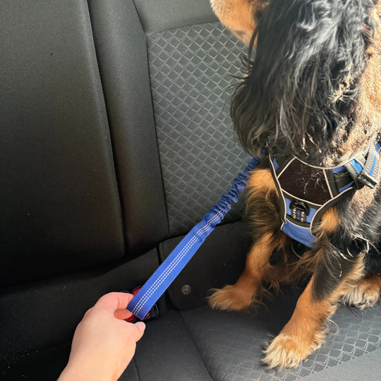 Pet Seat Belt Leash Anodic Products