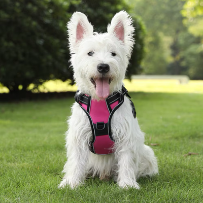 Personalized Canine Comfort Harness