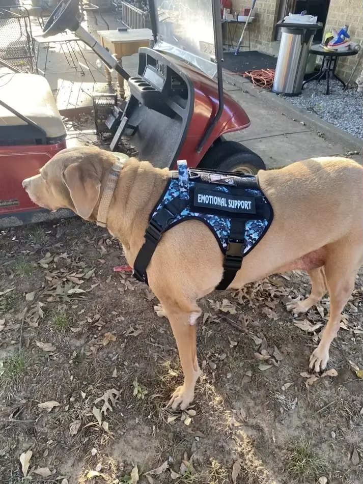 Ultimate Tactical Dog Harness Vest