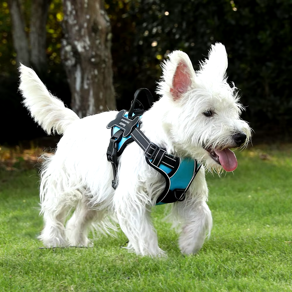 Personalized Canine Comfort Harness