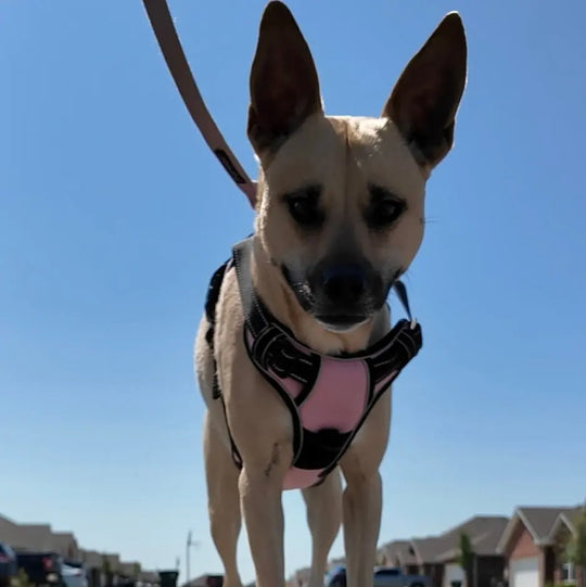 custom dog harness
adjustable dog harness
dog harness with name
padded dog harness
dog harness for large dogs
dog harness for small dogs

