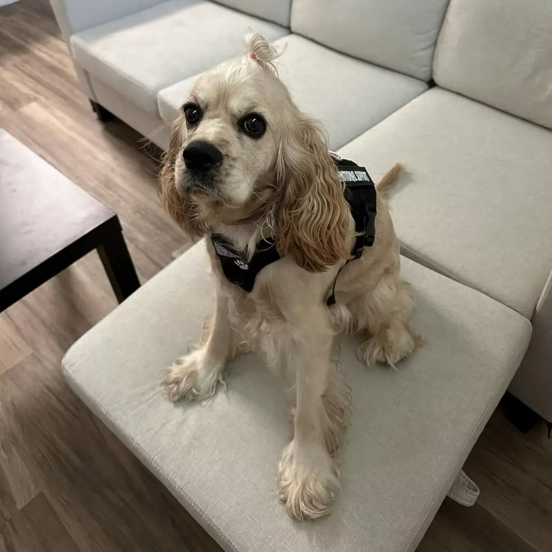 Dog Harness Vest,
custom style dog harness,
buckles on chest