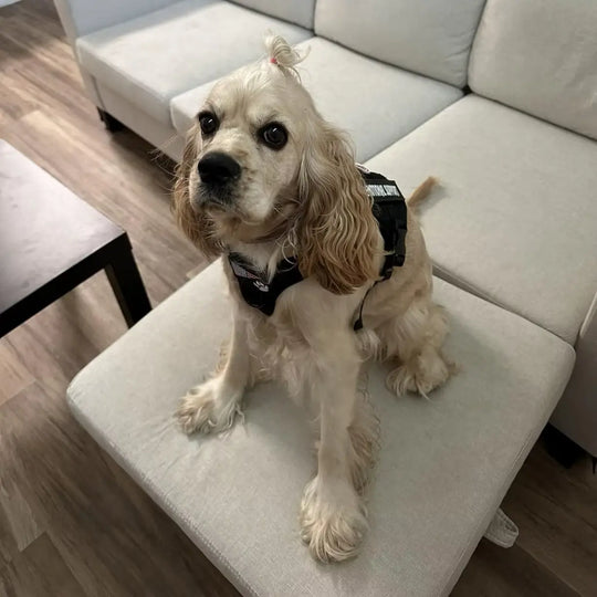 Dog Harness Vest,
custom style dog harness,
buckles on chest