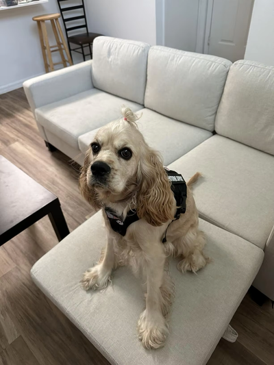 Dog Harness Vest,
custom style dog harness,
buckles on chest