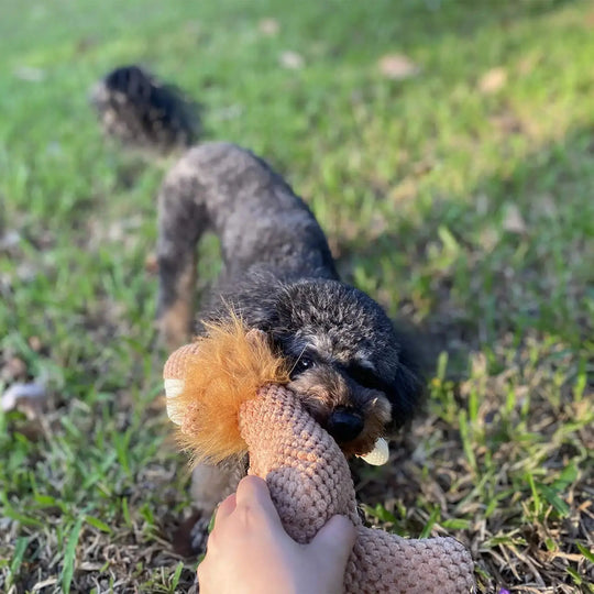 Bouncy fetch toy for dogs