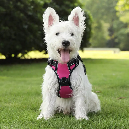 most comfortable harness for dogs
top rated harness for dogs
personalized harness for dog
comfort harness for dogs
best harness for dogs
personalized velcro patches for dog harness
best dog harness
best dog harness for walking