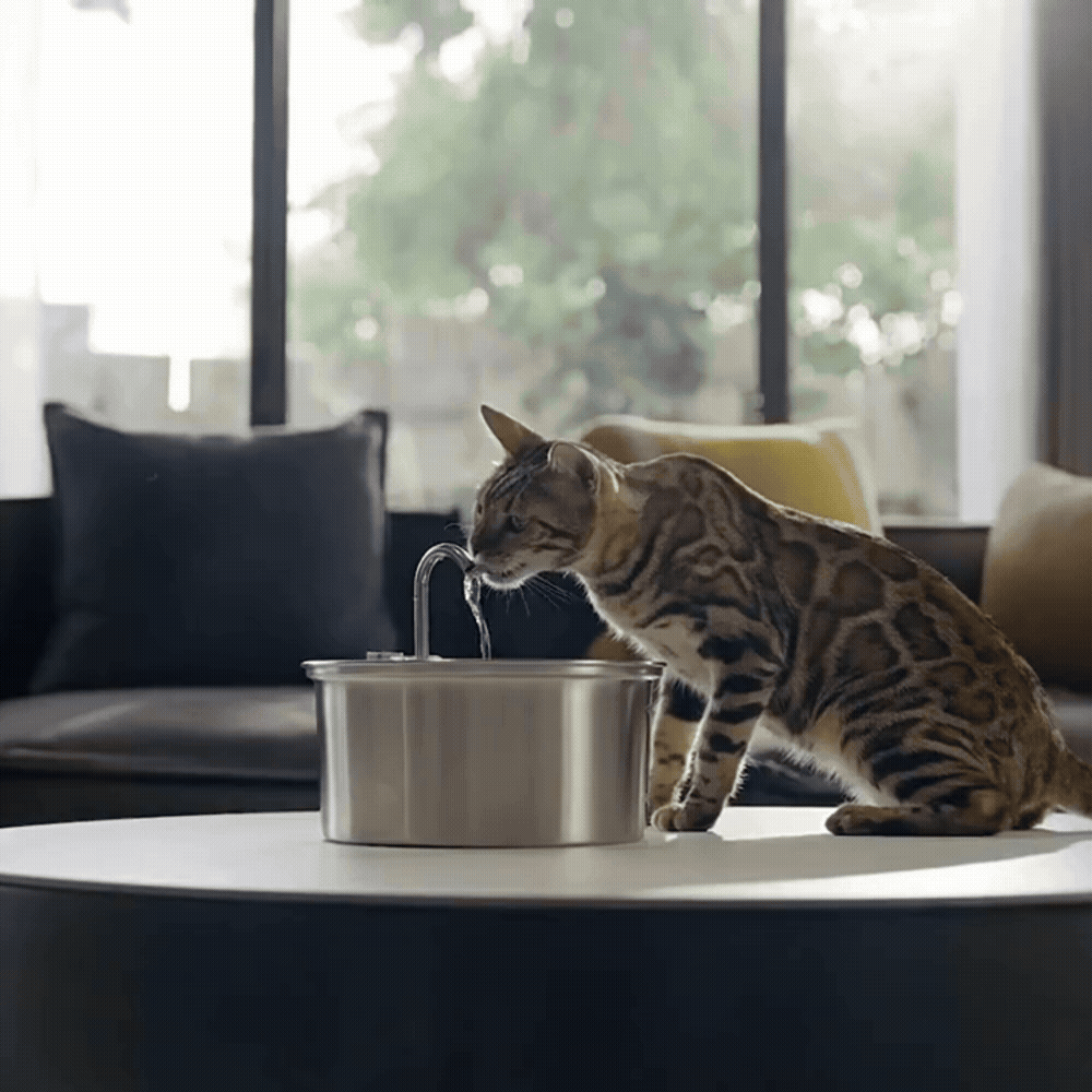 Stainless steel pet fountain designed for cats with continuous flowing water for hydration