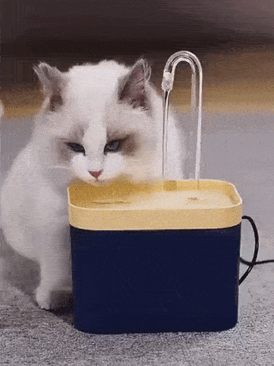 Safe and Healthy Cat Fountain Endorsed by Vets

