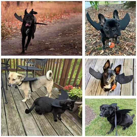 black Halloween bat wings for pets – easy pet costume idea