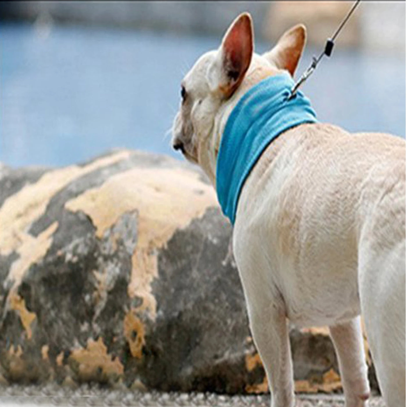 CoolPaws Dog Bandana, the perfect accessory for pets.