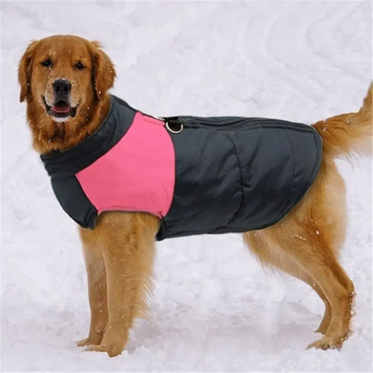 winter dog vest with leash hole

