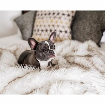 top plush pet blanket for dogs with comfort and warmth