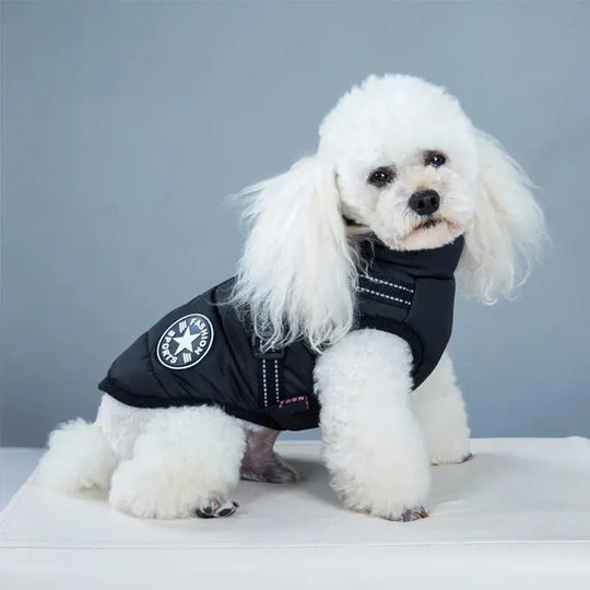 warm and waterproof dog jacket to keep your dog cozy on rainy walks