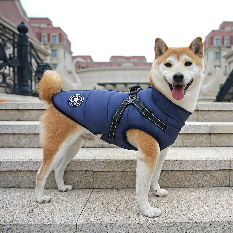 best waterproof dog jacket to keep your dog dry and warm in the rain