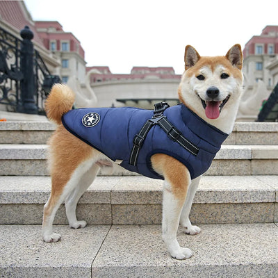 best waterproof dog jacket to keep your dog dry and warm in the rain