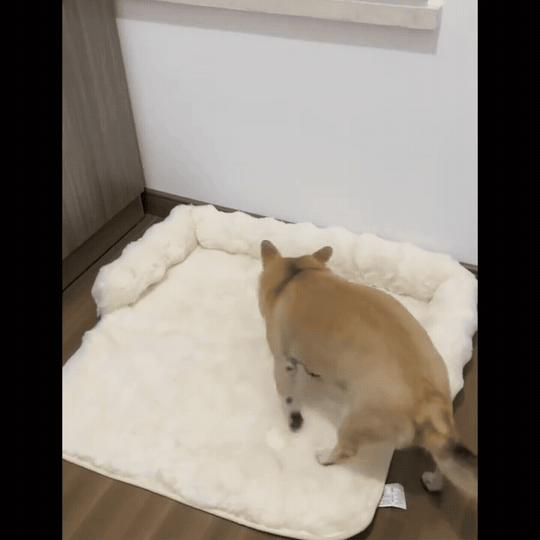 Supportive dog sofa bed for restful naps