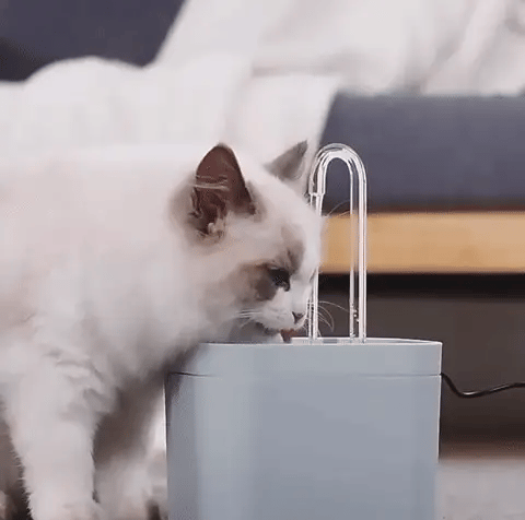 Top Vet Recommended Water Fountain for Cats

