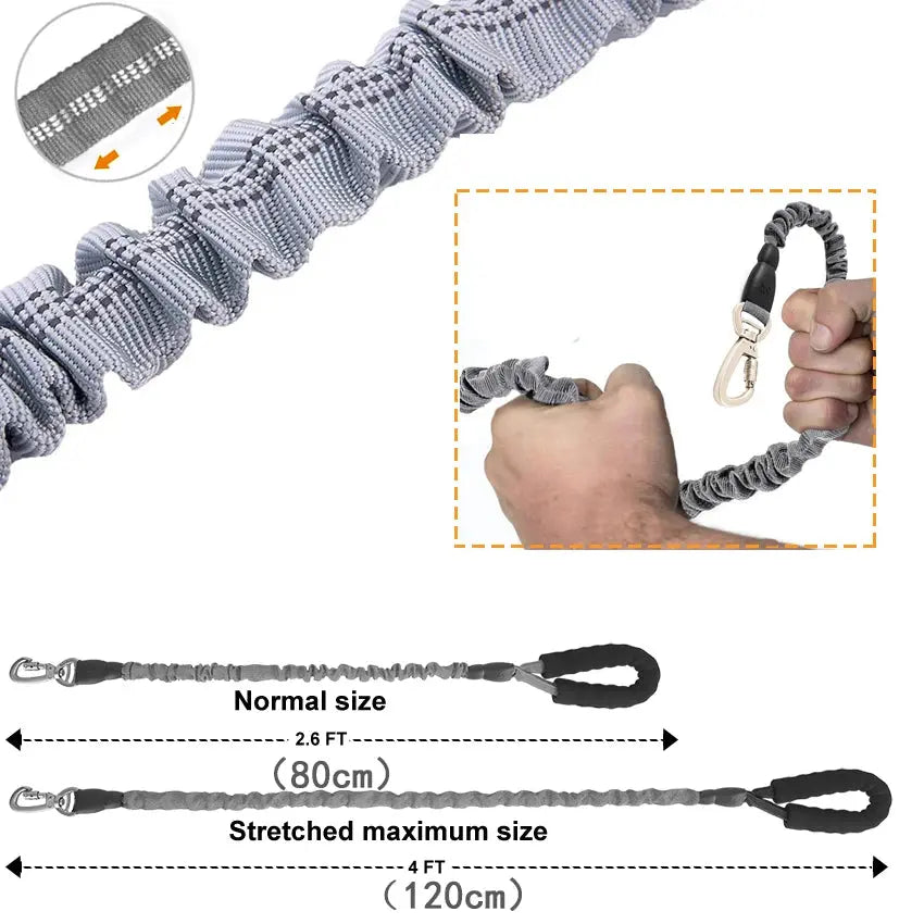 Glow-in-the-dark leash for active evening walks