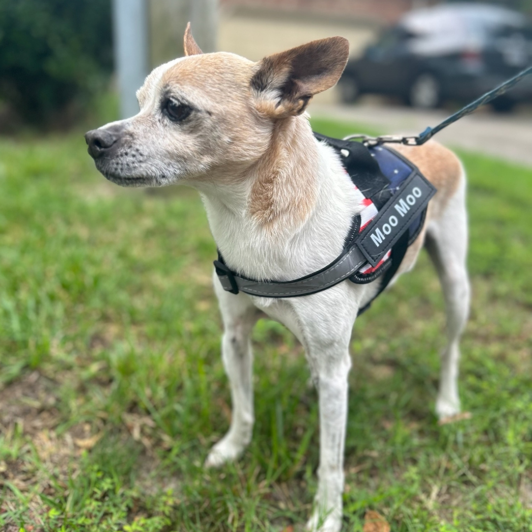 Personalized No Pull Dog Harness