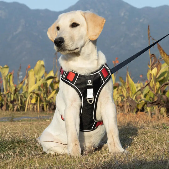 No-pull reflective harness for dogs, secure and comfortable.