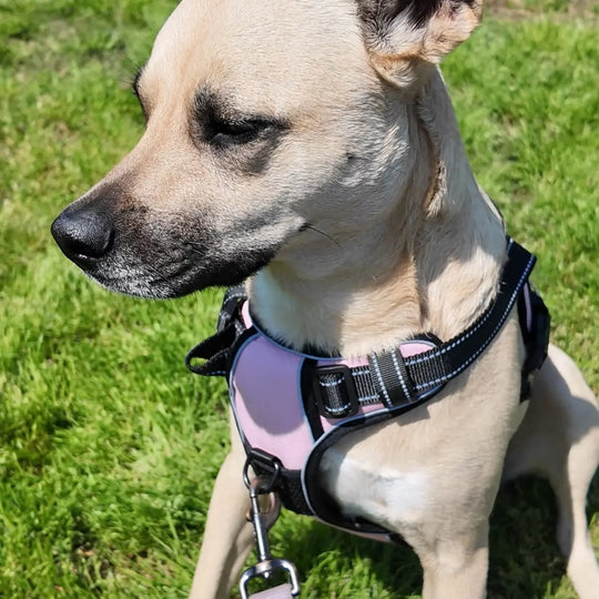 most comfortable harness for dogs
top rated harness for dogs
personalized harness for dog
comfort harness for dogs
best harness for dogs
personalized velcro patches for dog harness
best dog harness
best dog harness for walking