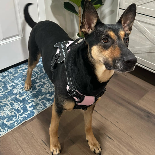 custom dog harness
adjustable dog harness
dog harness with name
padded dog harness
dog harness for large dogs
dog harness for small dogs

