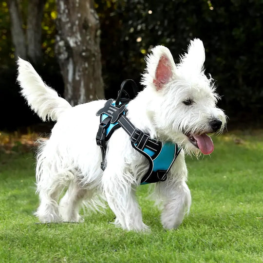 comfortable dog harness
most comfortable dog harness
best dog harness
best dog harness for walking
