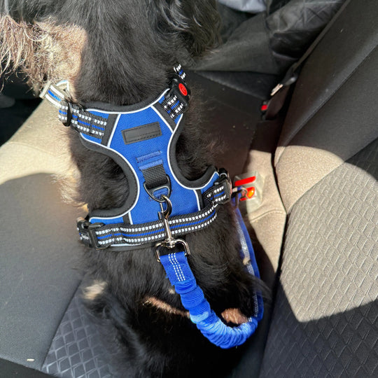Personalized No Pull Dog Harness