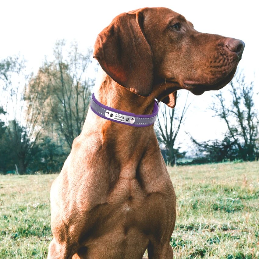 Personalized leather reflective dog collar with engraved nameplate.

