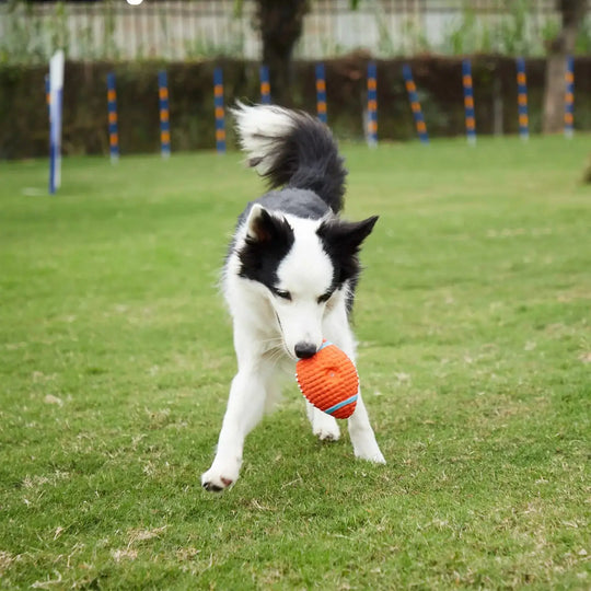Squeaky chew ball for aggressive chewers