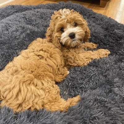 Dark gray anti-anxiety calming dog bed in a donut shape