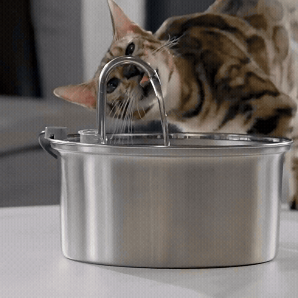 Stainless steel pet water fountain showcasing features and continuous flow for pets