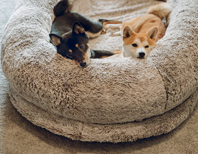 Companion Lounger Human Pet Bed