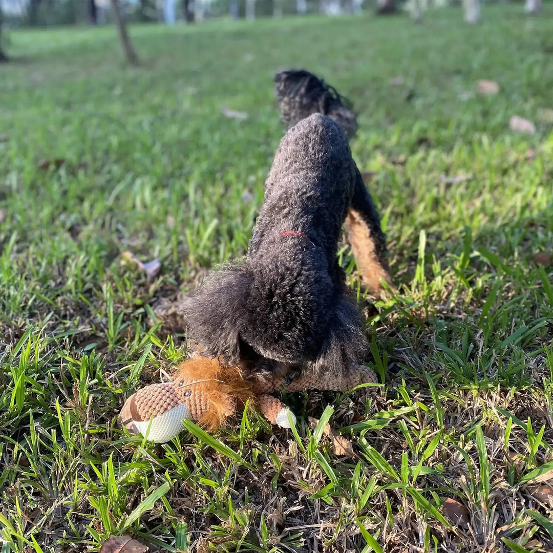 Squeaky dog toy for daily fun